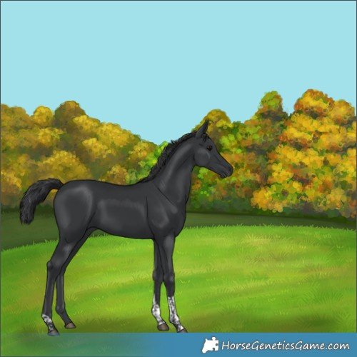 Horse Color:Black Tobiano 