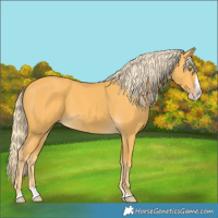 Horse Color:Gold Cream Champagne Splash 