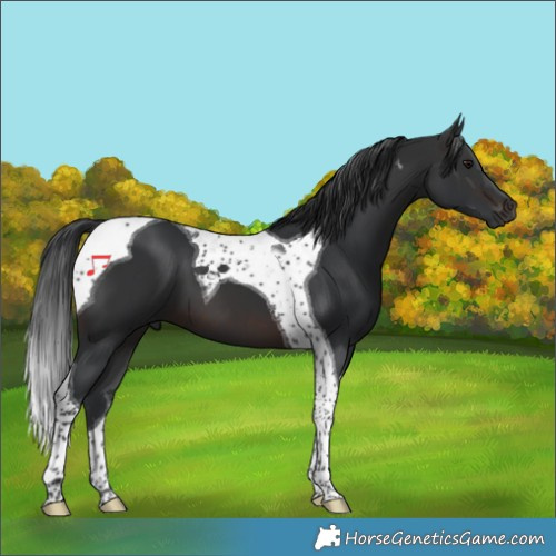 Horse Color:Brown Tobiano 