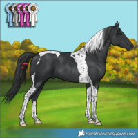 Horse Color:Black Tobiano 