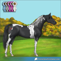 Horse Color:Black Tobiano