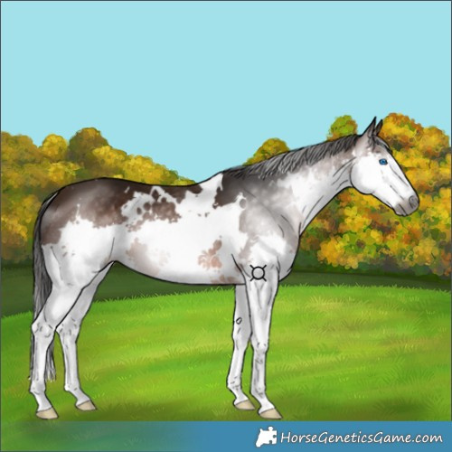 Horse Color:Gray White Spotted Bay Splash 