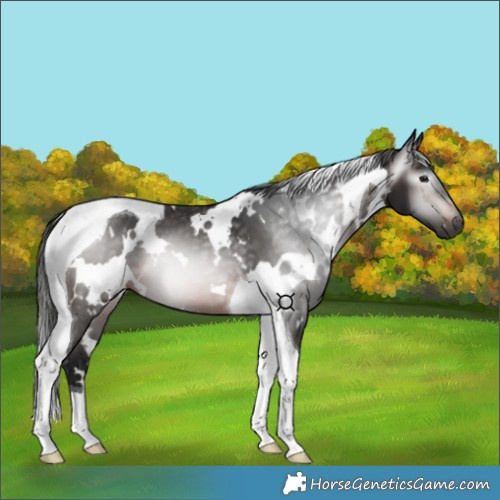 Horse Color:Gray White Spotted Brown Tobiano 