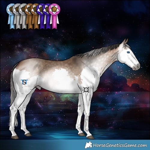 Horse Color:Gray Bay Dun Splash Tobiano