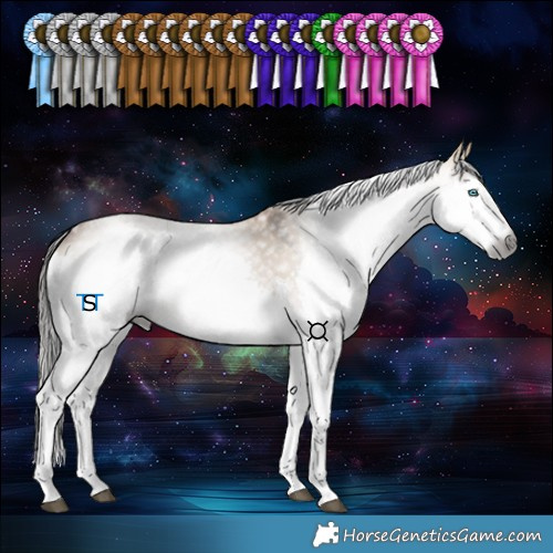 Horse Color:Gray Bay Dun Splash Tobiano