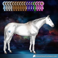 Horse Color:Gray Bay Dun Splash Tobiano 