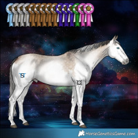 Horse Color:Gray Bay Dun Splash Tobiano 