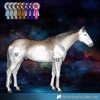 Horse Color:Gray Bay Dun Splash Tobiano 