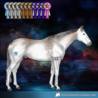 Horse Color:Gray Bay Dun Splash Tobiano