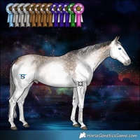 Horse Color:Gray Bay Dun Splash Tobiano 