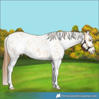 Horse Color:White Spotted Buckskin Dun Appaloosa 