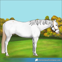 Horse Color:White Spotted Buckskin Dun Snowflake Varnish