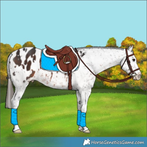 Horse Color:White Spotted Brown Appaloosa 