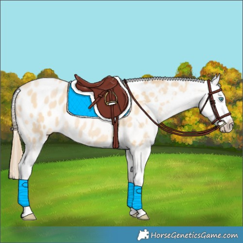 Horse Color:Buckskin Pearl Appaloosa 