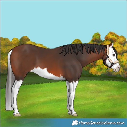 Horse Color:Bay Splash 