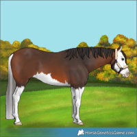 Horse Color:Bay Splash
