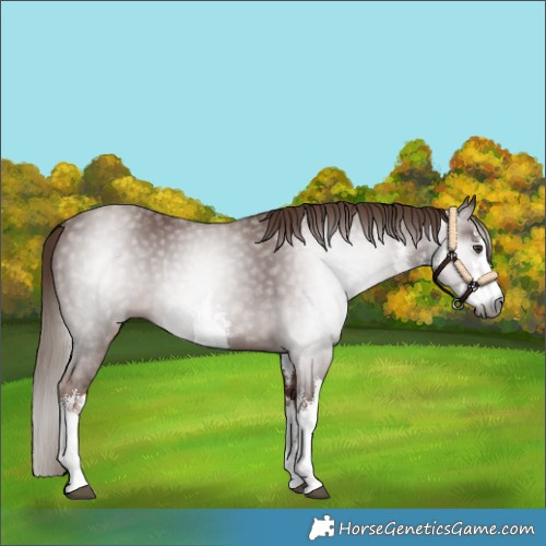 Horse Color:Gray White Spotted Chestnut 