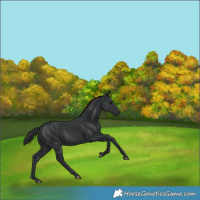 Horse Color:Black 