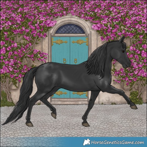 Horse Color:Black 