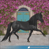 Horse Color:Black 