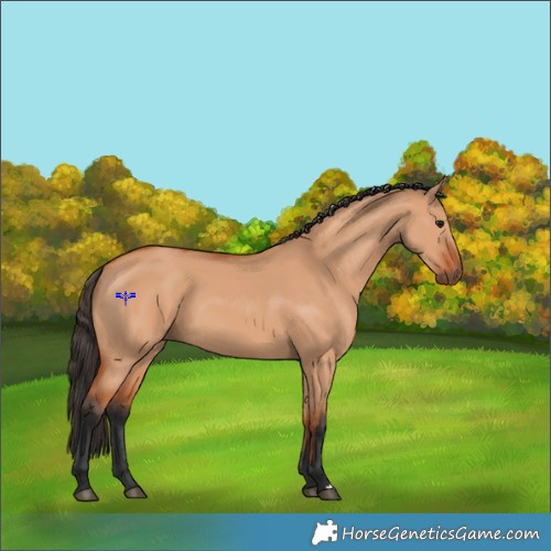 Horse Color:Bay Dun 