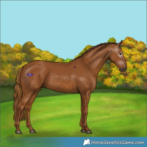 Horse Color:Gray Chestnut 