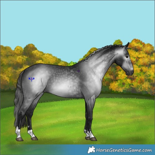 Horse Color:Gray Black Appaloosa 