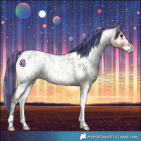 Horse Color:Painted Bay Roan Onyx Sabino Near Leopard 