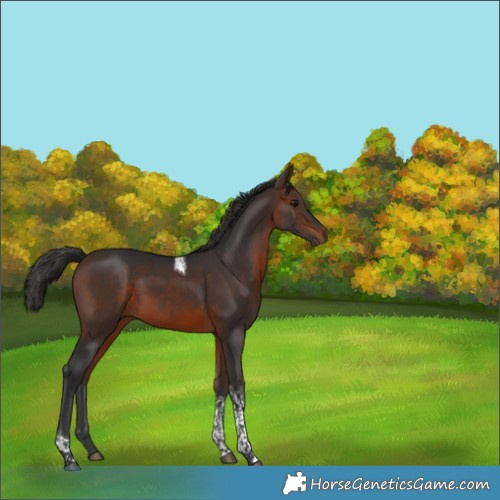 Horse Color:Brown Tobiano Rabicano 