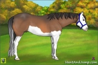 Horse Color:Buckskin Splash 