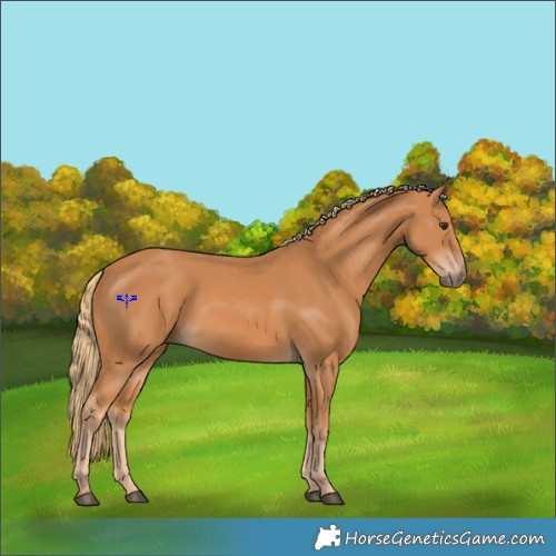 Horse Color:Chestnut Rabicano 