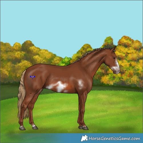 Horse Color:Chestnut Frame Rabicano 