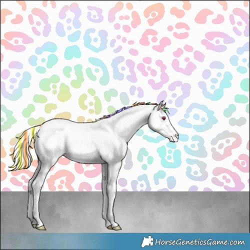 Horse Color:Platinum Painted Palomino Chinchilla Appaloosa