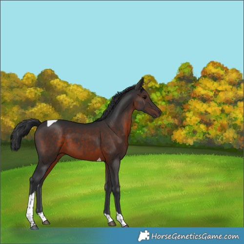 Horse Color:Brown Tobiano 