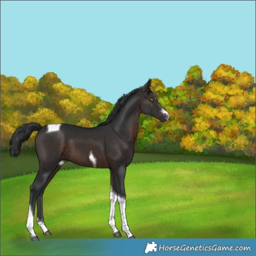 Horse Color:Brown Sabino Tobiano 
