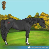 Horse Color:Black Tobiano 