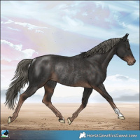 Horse Color:Liver Chestnut Mushroom Rabicano 