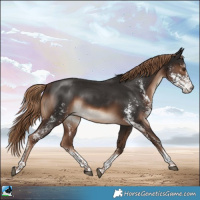 Horse Color:Liver Chestnut Sabino Rabicano