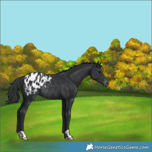 Horse Color:Black Appaloosa Rabicano 