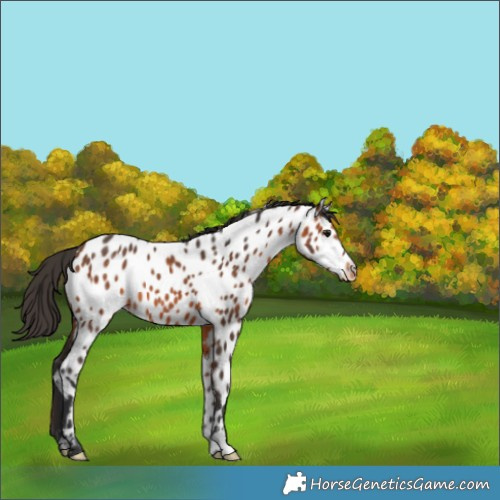 Horse Color:Bay Appaloosa