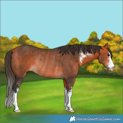 Horse Color:Bay Sabino Rabicano 