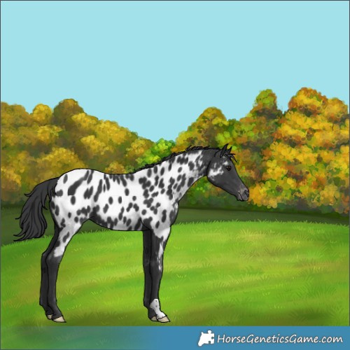 Horse Color:Black Appaloosa 