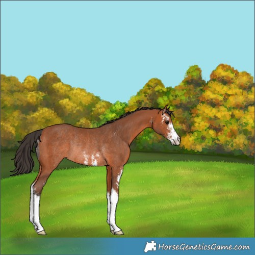 Horse Color:Bay Sabino Rabicano