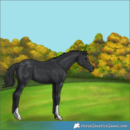 Horse Color:Black 