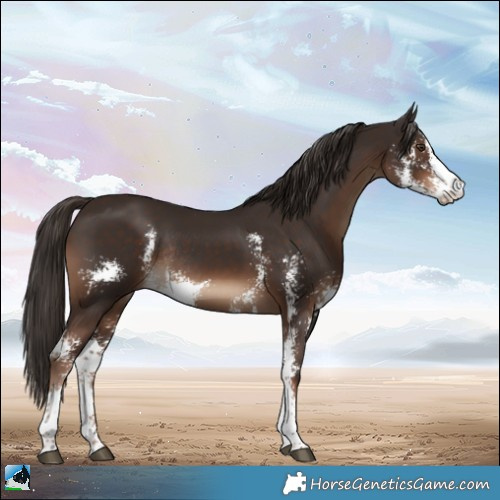 Horse Color:Liver Chestnut Sabino Rabicano 
