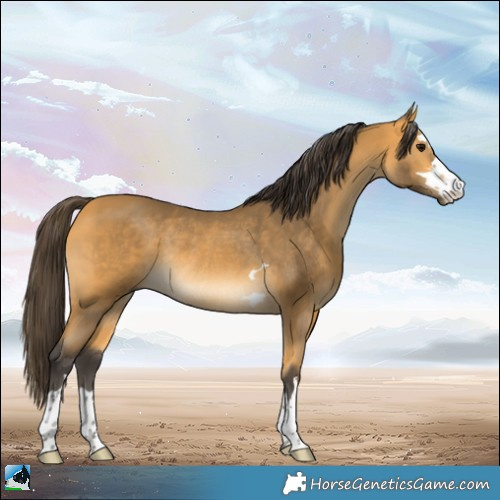 Horse Color:Buckskin Rabicano