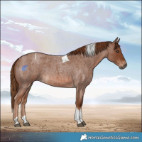 Horse Color:Red Roan Tobiano Rabicano