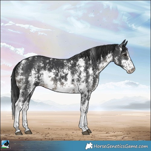 Horse Color:Black Sabino Rabicano 