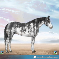 Horse Color:Black Sabino Rabicano 