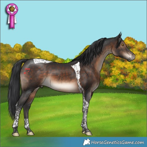 Horse Color:Brown Tobiano 
